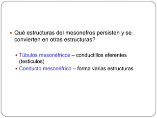Qué estructuras del mesonefros persisten y se convierten en otras estructuras?Túbulos mesonéfricos – conductillos eferentes (testiculos)Conducto mesonéfrico – forma varias estructuras
