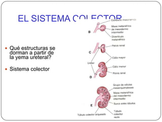 EL SISTEMA COLECTORQué estructuras se dorman a partir de la yema ureteral?Sistema colector