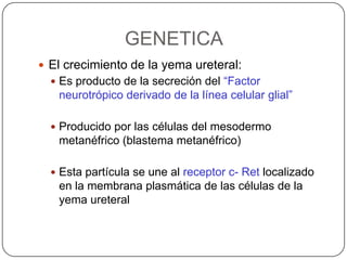 GENETICAEl crecimiento de la yema ureteral:Es producto de la secreción del “Factor neurotrópico derivado de la línea celular glial”Producido por las células del mesodermo metanéfrico (blastema metanéfrico)Esta partícula se une al receptor c- Ret localizado en la membrana plasmática de las células de la yema ureteral