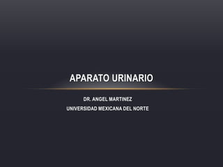 DR. ANGEL MARTINEZ UNIVERSIDAD MEXICANA DEL NORTE Aparato Urinario 