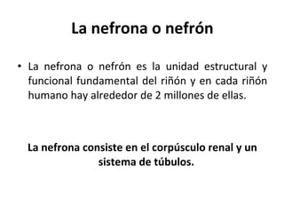 La nefrona o nefrón La nefrona o nefrón es la unidad estructural y funcional fundamental del riñón y en cada riñón humano hay alrededor de 2 millones de ellas. La nefrona consiste en el corpúsculo renal y un sistema de túbulos.  