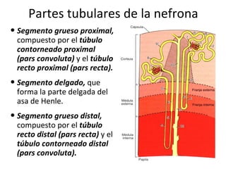 Partes tubulares de la nefrona Segmento grueso proximal,  compuesto por el  túbulo contorneado proximal  (pars  convoluta)  y el  túbulo recto proximal  (pars  recta). Segmento delgado,  que forma la parte delgada del asa de Henle. Segmento grueso distal,  compuesto por el  túbulo recto distal  (pars  recta)  y el  túbulo contorneado distal  (pars  convoluta). 