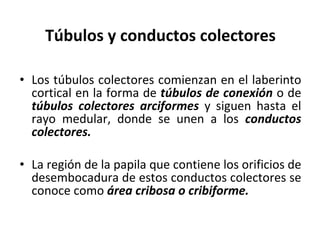 Túbulos y conductos colectores Los túbulos colectores comienzan en el laberinto cortical en la forma de  túbulos de conexión  o de  túbulos colectores arciformes  y siguen hasta el rayo medular, donde se unen a los  conductos colectores. La región de la papila que contiene los orificios de desembocadura de estos conductos colectores se conoce como  área cribosa o cribiforme. 
