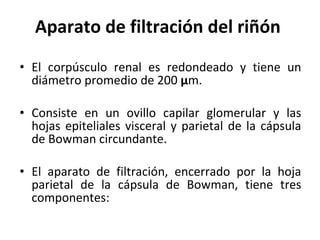 Aparato de filtración del riñón El corpúsculo renal es redondeado y tiene un diámetro promedio de 200  μ m. Consiste en un ovillo capilar glomerular y las hojas epiteliales visceral y parietal de la cápsula de Bowman circundante. El aparato de filtración, encerrado por la hoja parietal de la cápsula de Bowman, tiene tres componentes: 