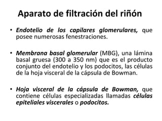 Aparato de filtración del riñón Endotelio de los capilares glomerulares,  que posee numerosas fenestraciones. Membrana basal glomerular  (MBG), una lámina basal gruesa (300 a 350 nm) que es el producto conjunto del endotelio y los podocitos, las células de la hoja visceral de la cápsula de Bowman. Hoja visceral de la cápsula de Bowman,  que contiene células especializadas llamadas  células epiteliales viscerales  o  podocitos. 