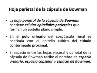 Hoja parietal de la cápsula de Bowman La  hoja parietal de la cápsula de Bowman  contiene  células epiteliales parietales  que forman un epitelio plano simple. En el  polo urinario  del corpúsculo renal se continúa con el epitelio cúbico del  túbulo contorneado proximal . El espacio entre las hojas visceral y parietal de la cápsula de Bowman recibe el nombre de  espacio urinario, espacio capsular  o  espacio de Bowman . 