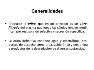 Generalidades Producen la  orina,  que en un principio es un  ultra-filtrado  del plasma que luego las células renales modi-fican por reabsorción selectiva y secreción específica.  La orina definitiva contiene agua y electrólitos, pro-ductos de desecho como urea, ácido úrico y creatinina y productos de la degradación de diversas sustancias. 