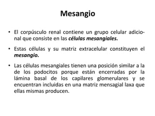 Mesangio El corpúsculo renal contiene un grupo celular adicio-nal que consiste en las  células mesangiales. Estas células y su matriz extracelular constituyen el  mesangio. Las células mesangiales tienen una posición similar a la de los podocitos porque están encerradas por la lámina basal de los capilares glomerulares y se encuentran incluidas en una matriz mensagial laxa que ellas mismas producen. 