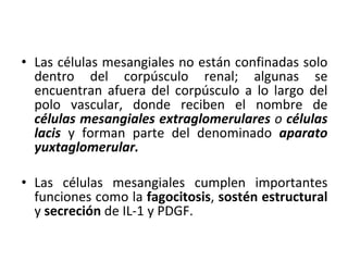 Las células mesangiales no están confinadas solo dentro del corpúsculo renal; algunas se encuentran afuera del corpúsculo a lo largo del polo vascular, donde reciben el nombre de  células mesangiales extraglomerulares  o  células lacis  y forman parte del denominado  aparato yuxtaglomerular. Las células mesangiales cumplen importantes funciones como la  fagocitosis ,  sostén estructural  y  secreción  de IL-1 y PDGF. 
