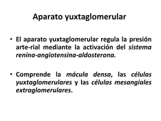 Aparato yuxtaglomerular El aparato yuxtaglomerular regula la presión arte-rial mediante la activación del  sistema renina-angiotensina-aldosterona. Comprende la  mácula densa , las  células yuxtaglomerulares  y las  células mesangiales extraglomerulares . 