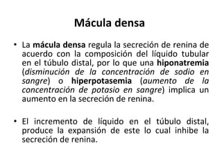 Mácula densa La  mácula densa  regula la secreción de renina de acuerdo con la composición del líquido tubular en el túbulo distal, por lo que una  hiponatremia  ( disminución de la concentración de sodio en sangre ) o  hiperpotasemia  ( aumento de la concentración de potasio en sangre ) implica un aumento en la secreción de renina. El incremento de líquido en el túbulo distal, produce la expansión de este lo cual inhibe la secreción de renina. 
