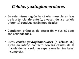 Células yuxtaglomerulares   En esta misma región las células musculares lisas de la arteriola aferente (y, a veces, de la arteriola eferente) contigua están modificadas.  Contienen gránulos de secreción y sus núcleos son redondeados. Estas  células yuxtaglomerulares  (o  células JG ) están en íntimo contacto con las células de la mácula densa y sólo las separa una lámina basal incompleta. 