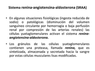 Sistema  renina-angiotensina-aldosterona  (SRAA) En algunas situaciones fisiológicas (ingesta reducida de sodio) o patológicas (disminución del volumen sanguíneo circulante por hemorragia o baja perfusión renal por compresión de las arterias renales) las células yuxtaglomerulares activan el sistema  renina-angiotensina-aldosterona.  Los gránulos de las células yuxtaglomerulares contienen una proteasa, llamada  renina,  que es sintetizada, almacenada y secretada hacia la sangre por estas células musculares lisas modificadas. 