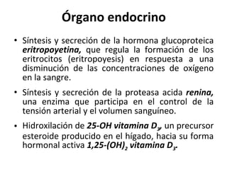 Órgano endocrino Síntesis y secreción de la hormona glucoproteica  eritropoyetina,  que regula la formación de los eritrocitos (eritropoyesis) en respuesta a una disminución de las concentraciones de oxígeno en la sangre.  Síntesis y secreción de la proteasa acida  renina,  una enzima que participa en el control de la tensión arterial y el volumen sanguíneo.  Hidroxilación de  25-OH vitamina D 3 ,  un precursor esteroide producido en el hígado, hacia su forma hormonal activa  1,25-(OH) 2  vitamina D 3 .  