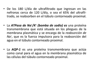 De los 180 L/día de ultrafiltrado que ingresan en las nefronas cerca de 120 L/día, o sea el 65% del ultrafil-trado, se reabsorben en el túbulo contorneado proximal.  La  ATPasa de Na + /K +  (bomba de sodio) es  una proteína transmembrana que está situada en los pliegues de la membrana plasmática y se encarga de la  reabsorción de Na + ,  que es la fuerza impulsora para la reabsorción del agua en el túbulo contorneado proximal.  La  AQP-1  es   una proteína transmembrana que actúa como canal para el agua en la membrana plasmática de las células del túbulo contorneado proximal.  