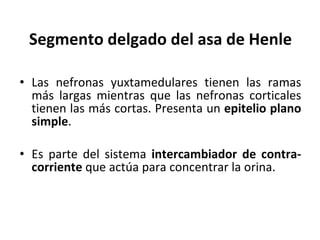 Segmento delgado del asa de Henle Las nefronas yuxtamedulares tienen las ramas más largas mientras que las nefronas corticales tienen las más cortas. Presenta un  epitelio plano simple . Es parte del sistema  intercambiador de contra-corriente  que actúa para concentrar la orina. 