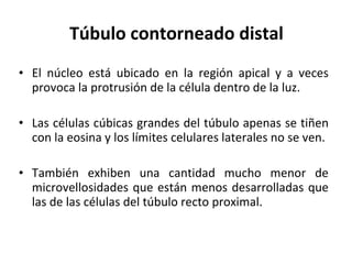 Túbulo  contorneado distal El núcleo está ubicado en la región apical y a veces provoca la protrusión de la célula dentro de la luz.  Las células cúbicas grandes del túbulo apenas se tiñen con la eosina y los límites celulares laterales no se ven.  También exhiben una cantidad mucho menor de microvellosidades que están menos desarrolladas que las de las células del túbulo recto proximal.  