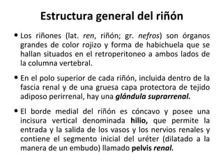 Estructura general del riñón Los riñones (lat.  ren , riñón; gr.  nefros ) son órganos grandes de color rojizo y forma de habichuela que se hallan situados en el retroperitoneo a ambos lados de la columna vertebral.  En el polo superior de cada riñón, incluida dentro de la fascia renal y de una gruesa capa protectora de tejido adiposo perirrenal, hay una  glándula suprarrenal. El borde medial del riñón es cóncavo y posee una incisura vertical denominada  hilio,  que permite la entrada y la salida de los vasos y los nervios renales y contiene el segmento inicial del uréter (dilatado a la manera de un embudo) llamado  pelvis  renal.  