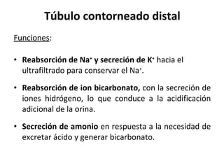 Túbulo  contorneado distal Funciones : Reabsorción de Na +  y secreción de K +  hacia el ultrafiltrado para conservar el Na + . Reabsorción de ion bicarbonato,  con la secreción de iones hidrógeno, lo que conduce a la acidificación adicional de la orina. Secreción de amonio  en respuesta a la necesidad de excretar ácido y generar bicarbonato. 