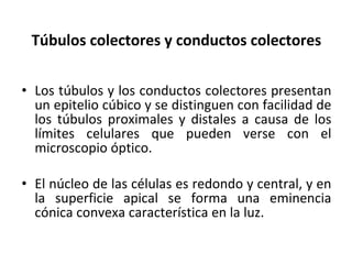 Túbulos colectores y conductos colectores Los túbulos y los conductos colectores presentan un epitelio cúbico y se distinguen con facilidad de los túbulos proximales y distales a causa de los límites celulares que pueden verse con el microscopio óptico.  El núcleo de las células es redondo y central, y en la superficie apical se forma una eminencia cónica convexa característica en la luz. 