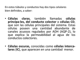 En estos túbulos y conductos hay dos tipos celulares bien definidos, a saber: Células claras , también llamadas  células principa-les, del conducto colector  o  células CD ,   que son las células principales del sistema. Estas células poseen una cantidad abundante de canales acuosos regulados por ADH (AQP-2), lo que explica la permeabilidad al agua de los conductos colectores. Células oscuras,  conocidas como  células interca-lares  ( IC ),   que aparecen en una cantidad  menor.  
