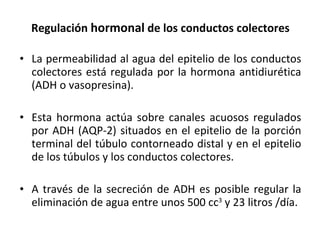 Regulación  hormonal  de los conductos colectores La permeabilidad al agua del epitelio de los conductos colectores está regulada por la hormona antidiurética (ADH o   vasopresina). Esta hormona actúa sobre canales acuosos regulados por ADH (AQP-2) situados en el epitelio de la porción terminal del túbulo contorneado  distal  y en el epitelio de los túbulos y los conductos colectores. A través de la secreción de ADH es posible regular la eliminación de agua entre unos 500 cc 3  y 23 litros /día. 