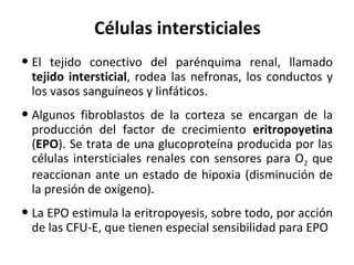 Células intersticiales El tejido conectivo del parénquima renal, llamado  tejido intersticial , rodea las nefronas, los conductos y los vasos sanguíneos y linfáticos. Algunos fibroblastos de la corteza se encargan de la producción del factor de crecimiento  eritropoyetina  ( EPO ). Se trata de una glucoproteína producida por las células intersticiales renales con sensores para O 2  que reaccionan ante un estado de hipoxia (disminución de la presión de oxígeno). La EPO estimula la eritropoyesis, sobre todo, por acción de las CFU-E, que tienen especial sensibilidad para EPO 