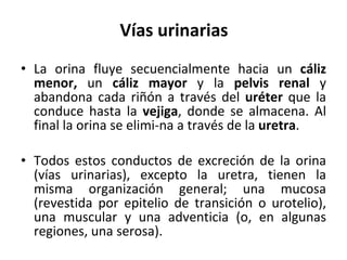 Vías urinarias La orina fluye secuencialmente hacia un  cáliz menor,  un  cáliz mayor  y la  pelvis renal  y abandona cada riñón a través del  uréter  que la conduce hasta la  vejiga , donde se almacena. Al final la orina se elimi­na a través de la  uretra . Todos estos conductos de excreción de la orina (vías urinarias), excepto la uretra, tienen la misma organización general; una mucosa (revestida por epitelio de transición o urotelio), una muscular y una adventicia (o, en algunas regiones, una serosa). 