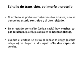 Epitelio de transición ,  polimorfo  o  urotelio El urotelio se podrá encontrar en dos estados, uno se denomina  estado contraído  y el otro  relajado . En el estado contraído (vejiga vacía) hay  muchas ca-pas celulares , las células apicales se  hacen globosas . Cuando el epitelio se estira al llenase la vejiga (estado relajado) se llegan a distinguir  sólo dos capas  de células. 