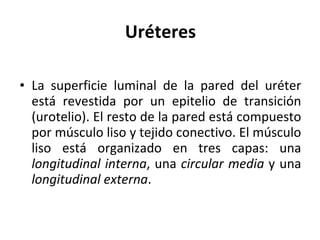 Uréteres La superficie luminal de la pared del uréter está revestida por un epitelio de transición (urotelio). El resto de la pared está compuesto por músculo liso y tejido conectivo. El músculo liso está organizado en tres capas: una  longitudinal interna , una  circular media  y una  longitudinal externa . 