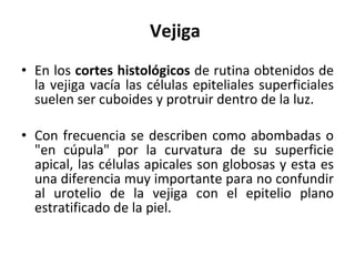 Vejiga En los  cortes histológicos  de rutina obtenidos de la vejiga vacía las células epiteliales superficiales suelen ser cuboides y protruir dentro de la luz. Con frecuencia se describen como abombadas o "en cúpula" por la curvatura de su superficie apical, las células apicales son globosas y esta es una diferencia muy importante para no confundir al urotelio de la vejiga con el epitelio plano estratificado de la piel. 