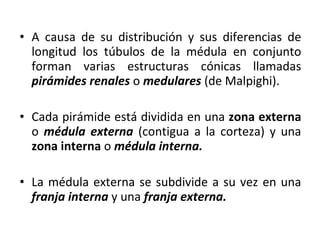A causa de su distribución y sus diferencias de longitud los túbulos de la médula en conjunto forman varias estructuras cónicas llamadas  pirámides renales  o  medulares  (de Malpighi).  Cada pirámide está dividida en una  zona externa  o  médula externa  (contigua a la corteza) y una  zona interna  o  médula interna. La médula externa se subdivide a su vez en una  franja interna  y una  franja externa.  