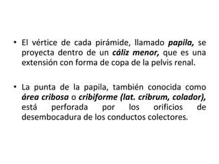El vértice de cada pirámide, llamado  papila,  se proyecta dentro de un  cáliz menor,  que es una extensión con forma de copa de la pelvis renal. La punta de la papila, también conocida como  área cribosa  o  cribiforme (lat. cribrum, colador),  está perforada por los orificios de desembocadura de los conductos colectores .  