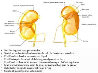 •   Son dos órganos retroperitoneales
•   Se ubican en las fosas lumbares a cada lado de la columna vertebral
•   El riñón derecho descansa sobre el hígado
•   El riñón izquierdo debajo del diafragma adyacente al bazo
•   El riñón derecho esta situado un poco mas abajo que el riñón izquierdo
•   Mide aproximadamente 12cm de alto , 6 cm de ancho y 3cm de grosor
•   Debe haber 300gr de masa renal 130 gr a 170g
•   Siendo el izquierdo mas voluminoso
 