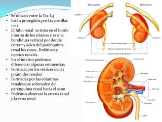 • Se ubican entre la T12-L3
• Están protegidos por las costillas
  11-12
• El hilio renal se sitúa en el borde
  interno de los riñones y es una
  hendidura vertical por donde
  entran y salen del parénquima
  renal los vasos , linfáticos y
  nervios renales
• En el interior podemos
  diferenciar algunas eminencias
• Formada por los vértices de las
  pirámides renales
• Formadas por las columnas
  renales que sobresalen del
  parénquima renal hacia el seno
• Podemos observar la arteria renal
  y la vena renal
 