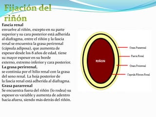 Fascia renal
envuelve al riñón, excepto en su parte
superior y su cara posterior está adherida
al diafragma, entre el riñón y la fascia
renal se encuentra la grasa perirrenal
(cápsula adiposa), que aumenta de
espesor desde los 8 años de edad, tiene
su mayor espesor en su borde
externo, extremo inferior y cara posterior.
La grasa perirrenal,
se continúa por el hilio renal con la grasa
del seno renal. La hoja posterior de
la fascia renal está adherida al diafragma.
Grasa pararrenal
Se encuentra fuera del riñón (lo rodea) su
espesor es variable y aumenta de adentro
hacia afuera, siendo más detrás del riñón.
 