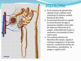  Es el conjunto de glomérulos,
  cápsula renal y túbulo renal
  constituye la nefrona unidad
  funcional del riñón
 Su principal función es regular
  la concentración de agua y
  sustancias solubles como sales
  de sodio por filtración de la
  sangre, reabsorbiendo lo que es
  necesario y excretando el resto
  como orina.
 Una nefrona elimina los
  desechos del cuerpo, regula el
  volumen sanguíneo y la presión
  arterial , controla los niveles de
  electrolitos y metabolitos , la
  sangre y regula el pH .
 