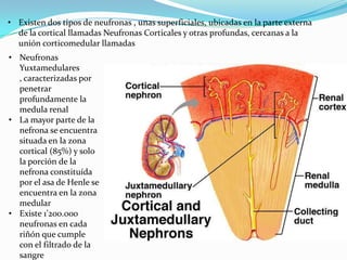 • Existen dos tipos de neufronas , unas superficiales, ubicadas en la parte externa
  de la cortical llamadas Neufronas Corticales y otras profundas, cercanas a la
  unión corticomedular llamadas
• Neufronas
  Yuxtamedulares
  , caracterizadas por
  penetrar
  profundamente la
  medula renal
• La mayor parte de la
  nefrona se encuentra
  situada en la zona
  cortical (85%) y solo
  la porción de la
  nefrona constituída
  por el asa de Henle se
  encuentra en la zona
  medular
• Existe 1’200.000
  neufronas en cada
  riñón que cumple
  con el filtrado de la
  sangre
 