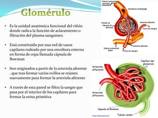 • Es la unidad anatómica funcional del riñón
  donde radica la función de aclaramiento o
  filtración del plasma sanguíneo.

• Está constituido por una red de vasos
  capilares rodeado por una envoltura externa
  en forma de copa llamada cápsula de
  Bowman

• Son originados a partir de la arteriola aferente
  , que tras formar varios ovillos se reúnen
  nuevamente para formar la arteriola aferente

• A través de esta pared se filtra la sangre que
  pasa por el interior de los capilares para
  formar la orina primitiva
 