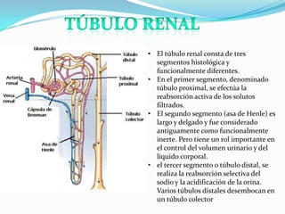 • El túbulo renal consta de tres
  segmentos histológica y
  funcionalmente diferentes.
• En el primer segmento, denominado
  túbulo proximal, se efectúa la
  reabsorción activa de los solutos
  filtrados.
• El segundo segmento (asa de Henle) es
  largo y delgado y fue considerado
  antiguamente como funcionalmente
  inerte. Pero tiene un rol importante en
  el control del volumen urinario y del
  líquido corporal.
• el tercer segmento o túbulo distal, se
  realiza la reabsorción selectiva del
  sodio y la acidificación de la orina.
  Varios túbulos dístales desembocan en
  un túbulo colector
 
