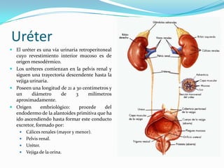 Uréter
 El uréter es una vía urinaria retroperitoneal
  cuyo revestimiento interior mucoso es de
  origen mesodérmico.
 Los uréteres comienzan en la pelvis renal y
  siguen una trayectoria descendente hasta la
  vejiga urinaria.
 Poseen una longitud de 21 a 30 centímetros y
  un     diámetro     de      3    milímetros
  aproximadamente.
 Origen      embriológico:     procede   del
  endodermo de la alantoides primitiva que ha
  ido ascendiendo hasta formar este conducto
  excretor, formado por:
     Cálices renales (mayor y menor).
     Pelvis renal.
     Uréter.
     Vejiga de la orina.
 