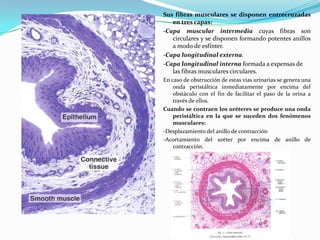 Sus fibras musculares se disponen entrecruzadas
   en tres capas:
-Capa muscular intermedia cuyas fibras son
   circulares y se disponen formando potentes anillos
   a modo de esfínter.
-Capa longitudinal externa.
-Capa longitudinal interna formada a expensas de
   las fibras musculares circulares.
En caso de obstrucción de estas vías urinarias se genera una
    onda peristáltica inmediatamente por encima del
    obstáculo con el fin de facilitar el paso de la orina a
    través de ellos.
Cuando se contraen los uréteres se produce una onda
    peristáltica en la que se suceden dos fenómenos
    musculares:
-Desplazamiento del anillo de contracción
-Acortamiento del uréter por encima de anillo de
    contracción.
 
