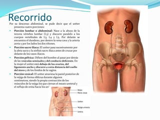 Recorrido
Por su descenso abdominal, se pude decir que el uréter
    presenta cuatro porciones:
 Porción lumbar o abdominal: Nace a la altura de la
    tercera vértebra lumbar (L3) y discurre paralelo a los
    cuerpos vertebrales de L3, L4 y L5. Por delante se
    encuentra el duodeno, por dentro la vena cava y la arteria
    aorta y por los lados los dos riñones.
 Porción sacro ilíaca: El uréter pasa sucesivamente por
    la aleta sacra y la sínfisis sacro ilíaca antes de cruzar por
    delante de los vasos ilíacos.
 Porción pélvica: Difiere del hombre al pasar por detrás
    de las vesículas seminales y del conducto deferente. En
    la mujer el uréter está debajo de los ovarios, del
    ligamento ancho y discurre a corta distancia del cuello
    del útero y de los fondos de la vagina.
   Porción vesical: El uréter atraviesa la pared posterior de
    la vejiga de forma oblicua durante algunos
    centímetros, siendo la propia contracción de los
    músculos de la vejiga los que cierran el meato ureteral y
    el reflujo de orina hacia los uréteres.
 