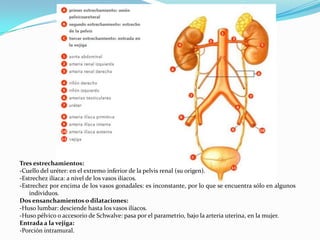 Tres estrechamientos:
-Cuello del uréter: en el extremo inferior de la pelvis renal (su origen).
-Estrechez ilíaca: a nivel de los vasos ilíacos.
-Estrechez por encima de los vasos gonadales: es inconstante, por lo que se encuentra sólo en algunos
    individuos.
Dos ensanchamientos o dilataciones:
-Huso lumbar: desciende hasta los vasos ilíacos.
-Huso pélvico o accesorio de Schwalve: pasa por el parametrio, bajo la arteria uterina, en la mujer.
Entrada a la vejiga:
-Porción intramural.
 