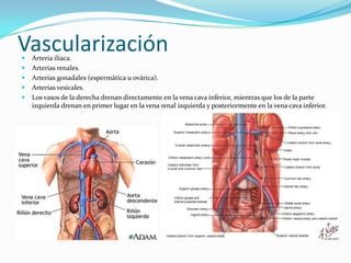 Vascularización
   Arteria ilíaca.
   Arterias renales.
   Arterias gonadales (espermática u ovárica).
   Arterias vesicales.
   Los vasos de la derecha drenan directamente en la vena cava inferior, mientras que los de la parte
    izquierda drenan en primer lugar en la vena renal izquierda y posteriormente en la vena cava inferior.
 