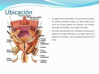 Ubicación
               La vejiga urinaria está situada en la excavación de la pelvis.
                Por delante está fijada al pubis, por detrás limita con el
                recto, con la parte superior de la próstata y las vesículas
                seminales en el hombre, y con la vagina en la mujer.

               Por arriba está recubierta por el peritoneo parietal que lo
                separa de la cavidad abdominal, y por abajo limita con la
                próstata en el hombre y con la musculatura perineal en la
                mujer
 