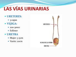 LAS VÍAS URINARIAS
 URETERES:
   3 capas
 VEJIGA:
   200-300cc
   Esfínter
 URETRA
   Mujer: 3-5cm
   Varón: 20cm
 