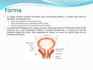 Forma
 La vejiga urinaria cuando está llena tiene una forma esférica, y cuando está vacía se
  asemeja a un tetraedro con:
       Vértice anterosuperior en el que se fija el uraco.
       Vértice anteroinferior que corresponde al orificio uretral.
       Vértices superoexternos en los que desembocan los uréteres.
 La capacidad fisiológica de la vejiga urinaria o hasta que aparece el deseo de orinar oscila
  entre los 300 y 350 centímetros cúbicos. Y puede aumentar de 2 a 3 litros en caso de
  retención aguda de orina. Esta capacidad se reduce en casos de cistitis hasta los 50
  centímetros cúbicos.
 