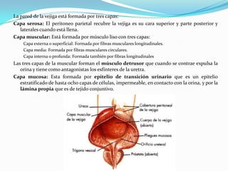 La pared de la vejiga está formada por tres capas:
Capa serosa: El peritoneo parietal recubre la vejiga es su cara superior y parte posterior y
   laterales cuando está llena.
Capa muscular: Está formada por músculo liso con tres capas:
    Capa externa o superficial: Formada por fibras musculares longitudinales.
    Capa media: Formada por fibras musculares circulares.
    Capa interna o profunda: Formada también por fibras longitudinales
Las tres capas de la muscular forman el músculo detrusor que cuando se contrae expulsa la
   orina y tiene como antagonistas los esfínteres de la uretra.
Capa mucosa: Esta formada por epitelio de transición urinario que es un epitelio
   estratificado de hasta ocho capas de células, impermeable, en contacto con la orina, y por la
   lámina propia que es de tejido conjuntivo.
 