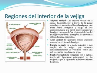 Regiones del interior de la vejiga
                   Trígono vesical: Los uréteres entran en la
                    vejiga diagonalmente a través de la pared
                    dorsolateral, en un área llamada trígono, que
                    tiene forma triangular y ocupa el área
                    correspondiente a la pared posteroinferior de
                    la vejiga. La uretra define el punto inferior del
                    triángulo que dibuja el trígono. Se encuentra
                    sólo en la vejiga masculina.
                   Ápex vesical: El ligamento medio umbilical
                    conecta con el ápex de la vejiga.
                   Cúpula vesical: Es la parte superior y más
                    amplia de la vejiga, que aumenta
                    considerablemente de volumen, como una
                    esfera, cuando está llena de orina.
                   Cuello vesical: Está conectado con el pubis a
                    través del ligamento pubovesical en las
                    mujeres, y por el ligamento puboprostático en
                    hombres.
 